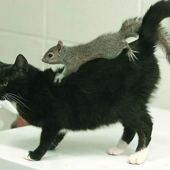 Sloth (USA-2) : Scoring Older Broads